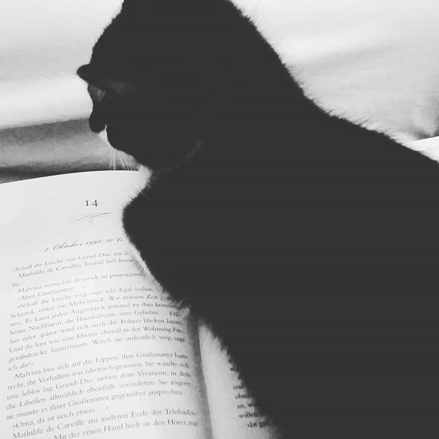 Hmm hmm Lesen unter erschwerten Bedingungen 😂