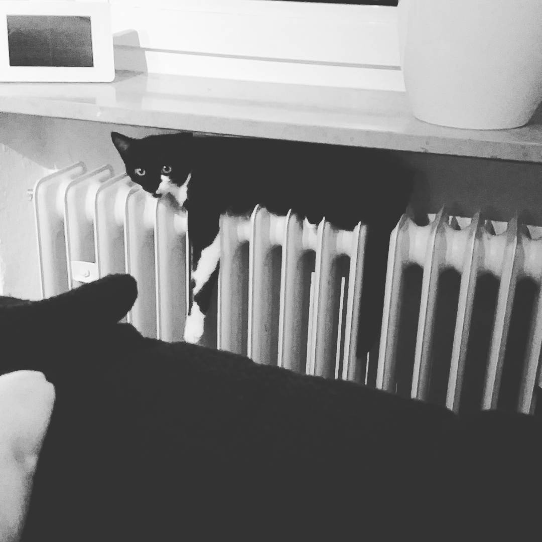 Hmm und das ist bequem? 😂 #katze #kätzchen #cats